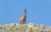 Animali da proteggere: il camoscio dei Sibillini