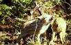 A primavera nascono nuovi amici nel parco dei Monti Sibillini