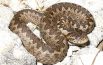 Vipera dell’Orsini,  una specie da proteggere