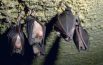 Di notte alla ricerca di pipistrelli con il batdetector sul San Bartolo