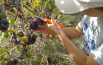 La vendemmia dei bambini: un’esperienza dal grappolo al mosto