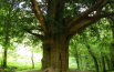 Alberi di mille anni come monumenti: scopri i più spettacolari delle Marche