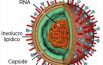 Il virus dell’influenza, cos’è e come si combatte