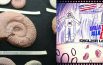 Secrets of extint ammonites:  un viaggio di 65 milioni di anni  nel museo di storia naturale