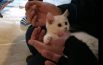 Giornata mondiale del gatto: le storie di Gigia e Luna salvate dalle macerie