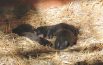 Il Parco zoo di Falconara  dà il benvenuto  a 4 cuccioli di cane procione