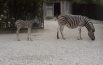 Benvenuta baby zebra,  un sondaggio deciderà il nome