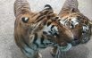 A tu per tu con Ettore e Golia, i gemelli tigre al parco zoo di Falconara