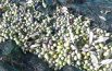 Raccogliere le olive,  tra leggenda e realtà