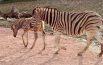 Nasce una zebra,  già in piedi mezz’ora dopo il parto  FOTO/VIDEO