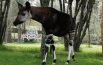 Gli okapi nelle Marche per salvarsi dall’estinzione