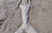 Una sirena a Civitanova