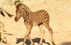 Cr7 mania,  il cucciolo di zebra  si chiamerà “Cristiano”