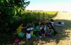 Picnic tra i girasoli e full immersion nella lavanda: fiori e piante insegnano