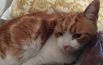 Vola dal quarto piano  e scompare per 7 mesi:  ritrovato il gatto Birba