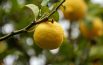 Apprendisti erboristi: limone, aloe, rosmarino e menta non hanno segreti