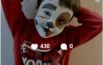 Cronache di Carnevale,  vince la famiglia del “Dalmata” Francesco