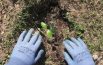 Dieci nuove piante nel giardino della scuola