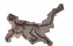 Dalla Mongolia a Serrapetrona, ecco il mini dinosauro