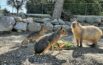 Muso da canguro, zampe da antilope  e denti da roditore  (Video)  Il benvenuto ai marà della Patagonia