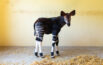 E’ nato Italo,  primo cucciolo di okapi in Italia