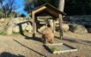 Al Parco Zoo di Falconara arriva il capibara Carlos