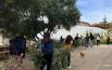 Potatura e pacciamatura degli ulivi,  gli studenti proteggono le piante