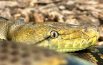 E’ nato il pitone reticolato Nagini,   si chiama come il serpente di Harry Potter