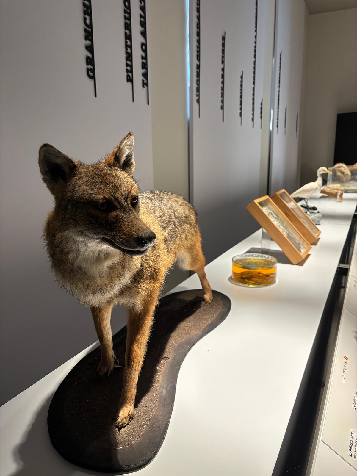 Dall’istrice africano allo sciacallo dorato, gli animali che hanno colonizzato le Marche