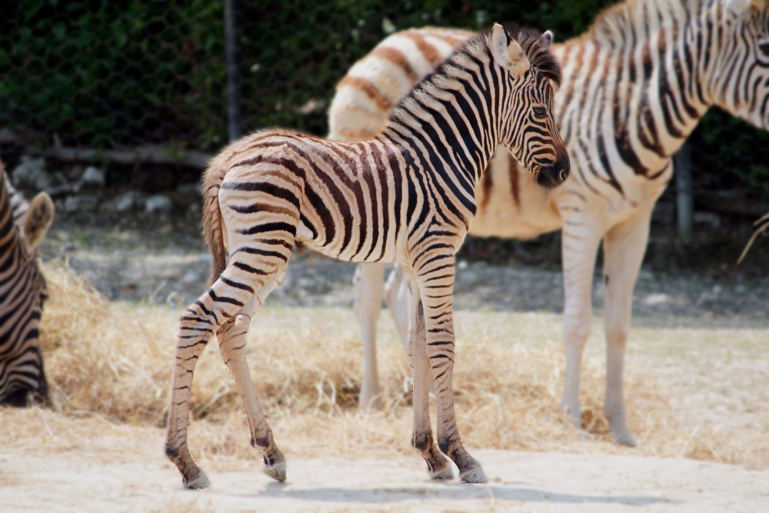 Fiocco a strisce al Parco Zoo Falconara: è nata una zebra