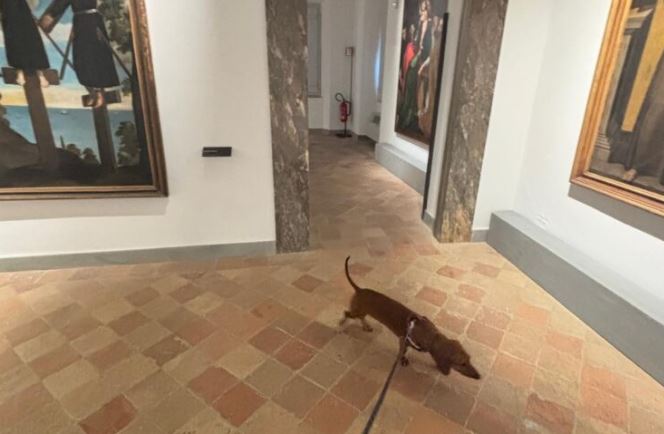 Nelle Marche, un cane ogni tre persone e mezza: se ne è accorto anche il Museo Colloredo Mels