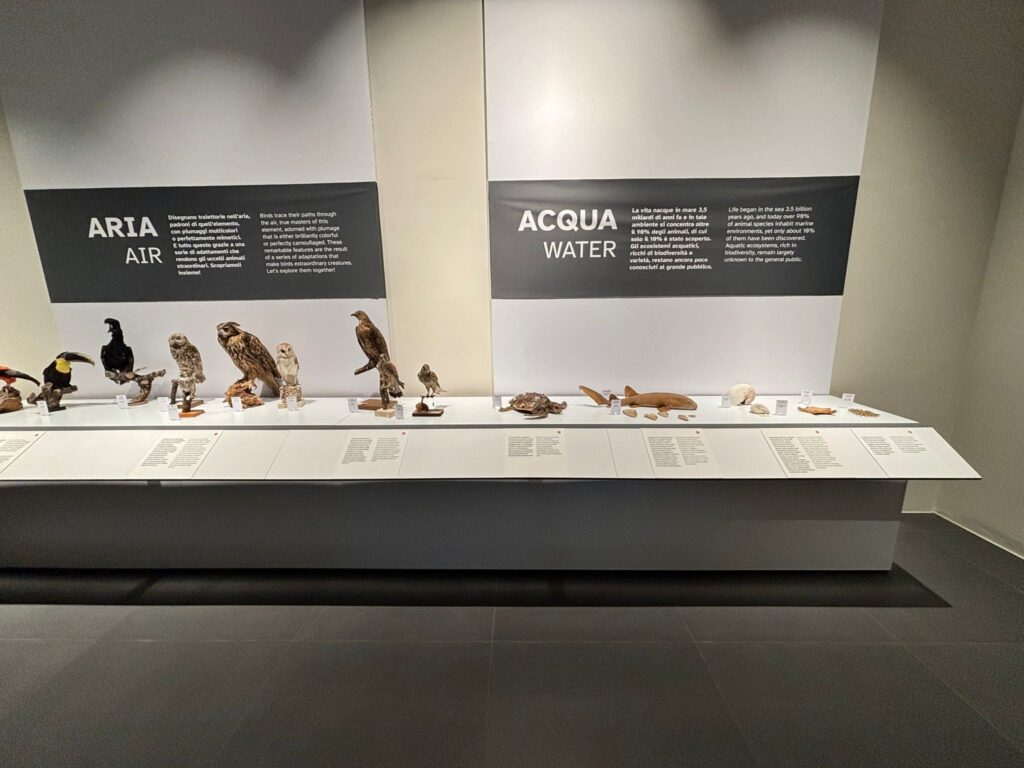 Collezione del Museo Mubi 