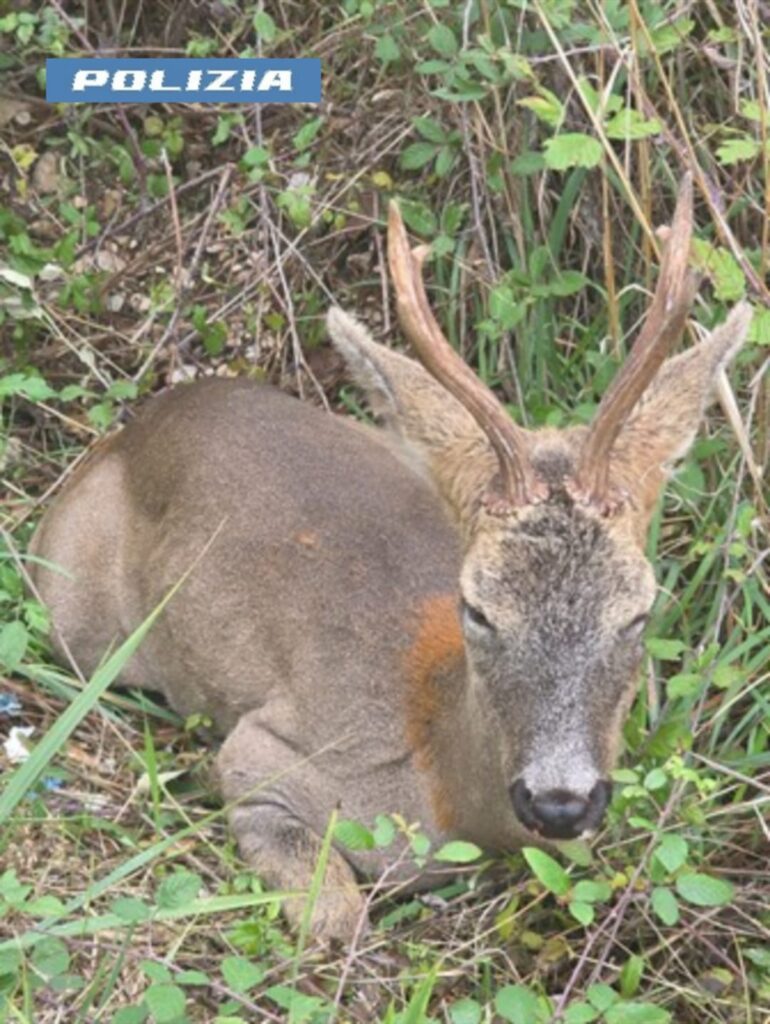 Il capriolo salvato dalla polstrada di Macerata