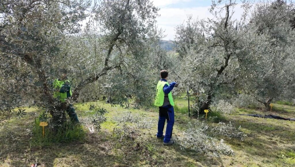 Potatura degli olivi