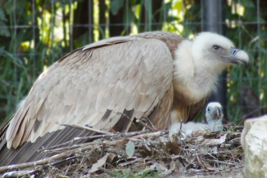 L'avvoltoio grifone nato al Parco Zoo di Falconara