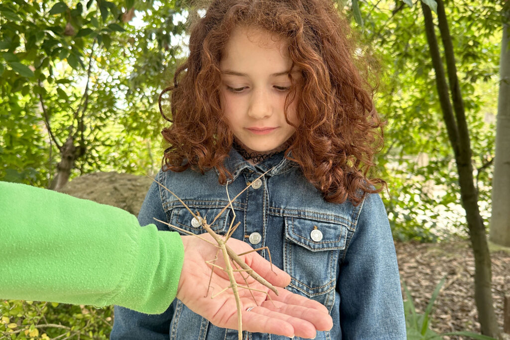 Un insetto stecco al Parco zoo di Falconara