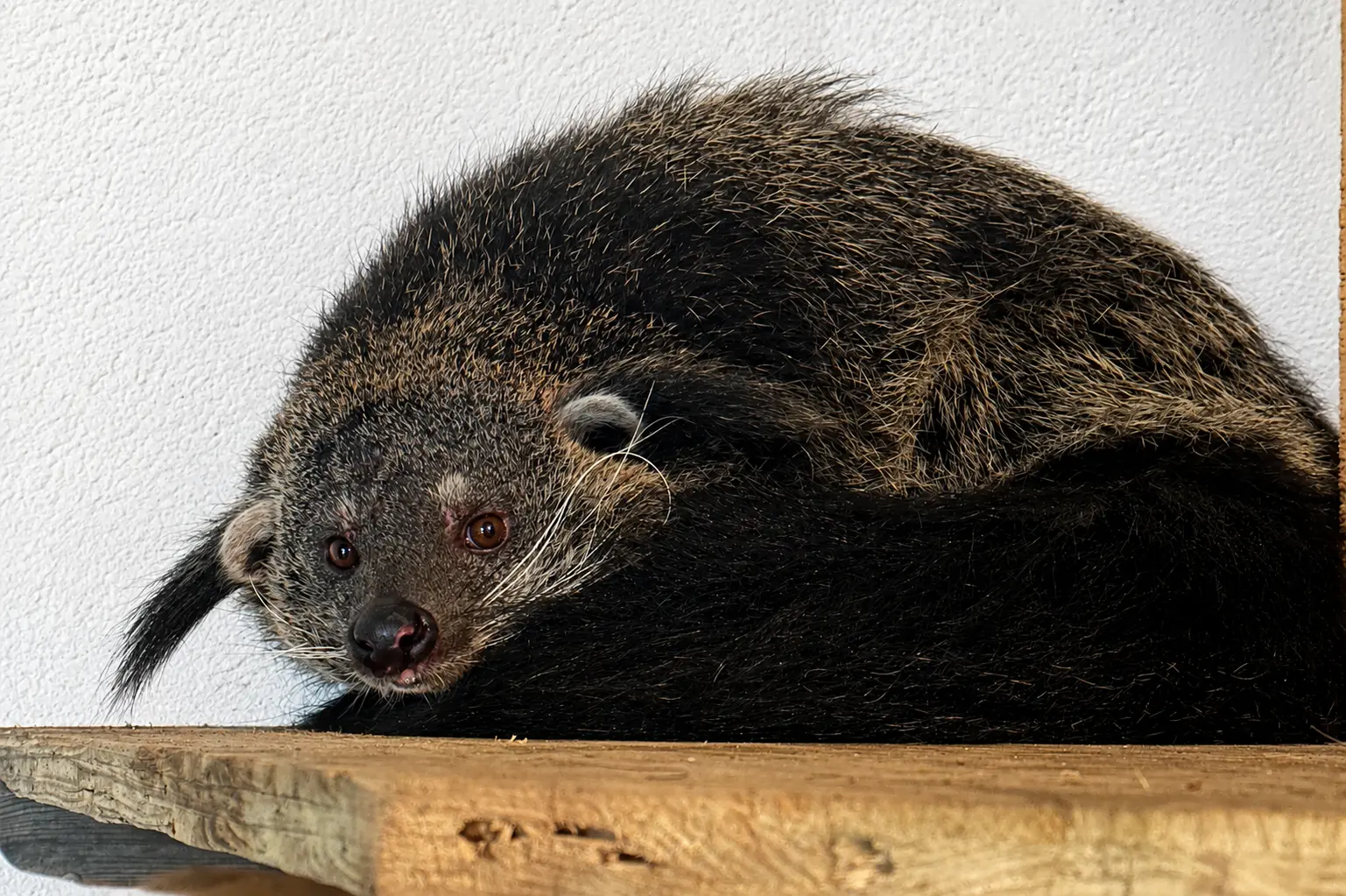 Sankgu, l’orso gatto che profuma di popcorn al parco zoo di Falconara